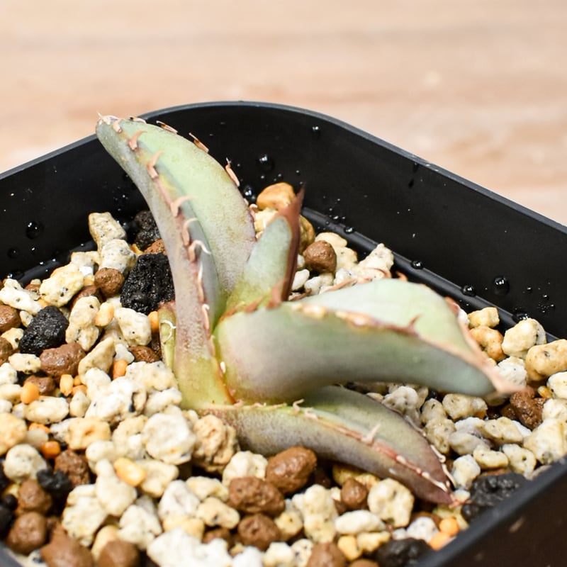 RAFLUM育成株 5個セット】アガベ Uriel oteroi seeding / ウリエ