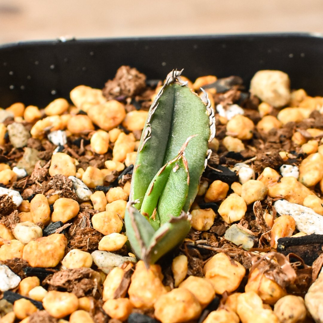 アガベ チタノタ 