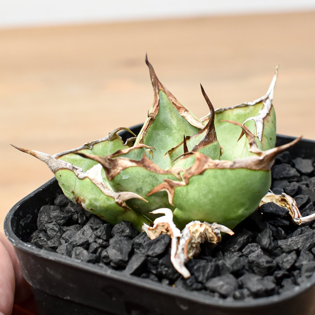 アガベ オテロイ アングリーハート 親株販売 RAFLUM育成株】アガベ チタノタ 