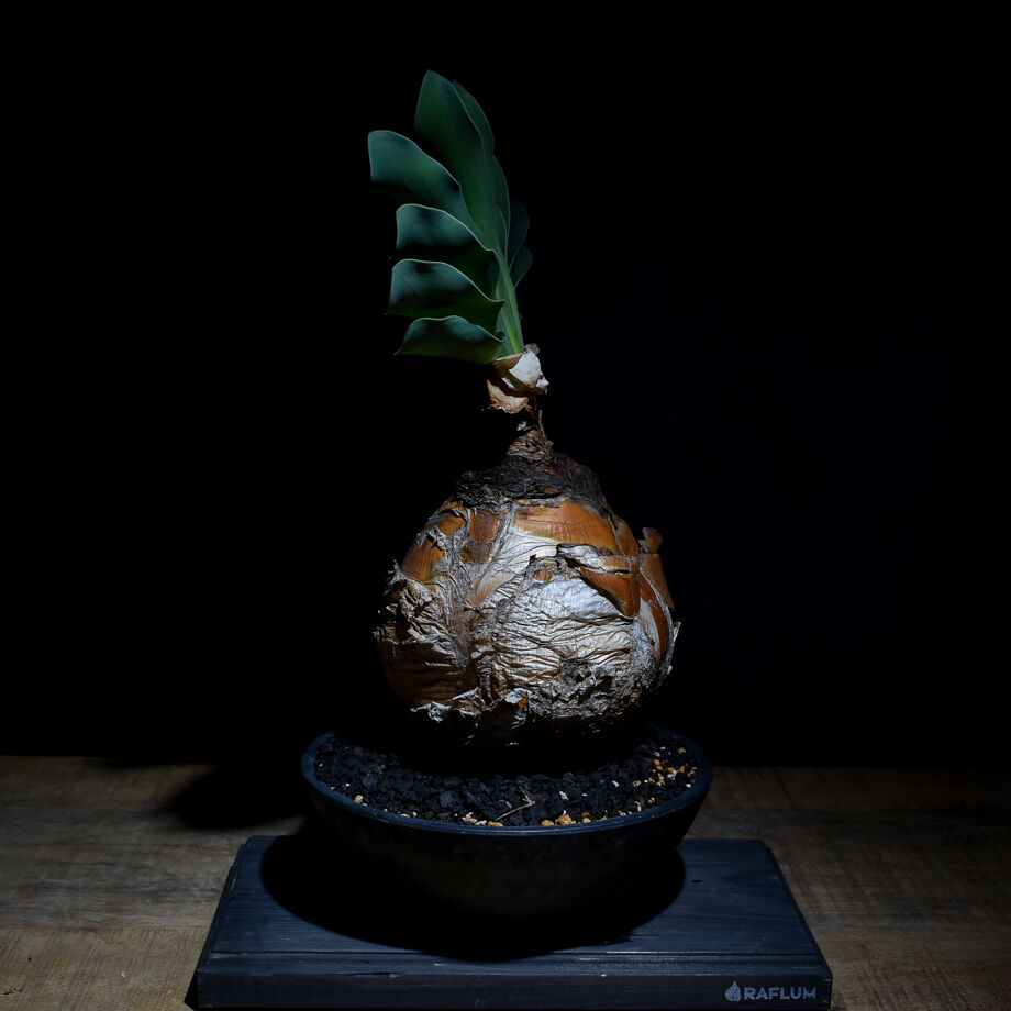 【発根済・現地球・良型】ブーファン・ハエマンソイデス ブーファン ハエマンソイデス（発根済み）RF22146 | RAFLUM