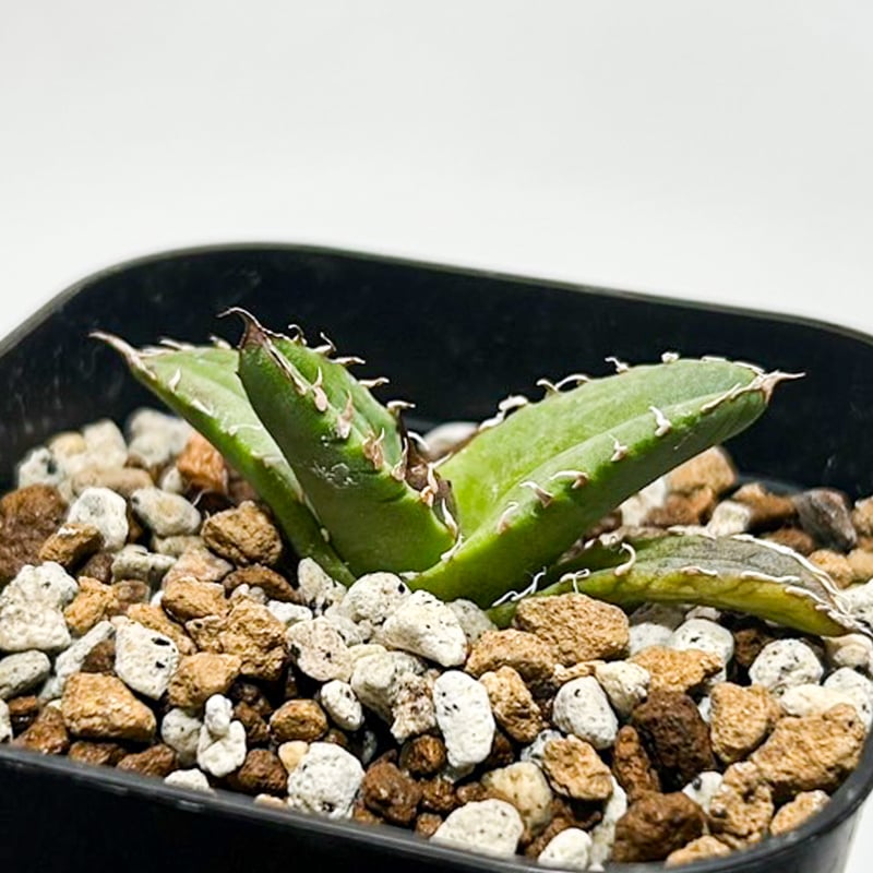 アガベ チタノタ 