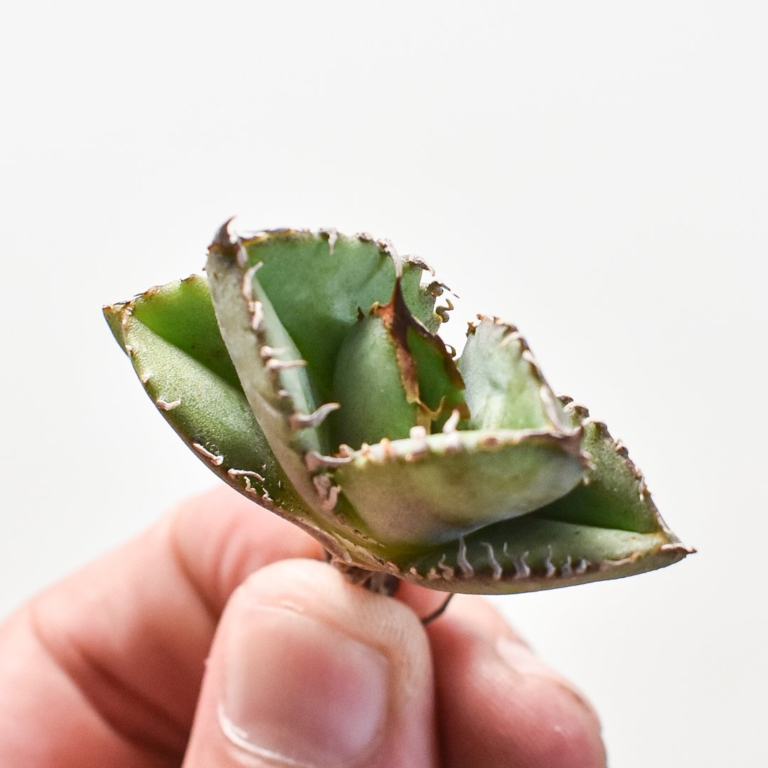 アガベ チタノタ 