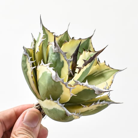 CATEGORY チタノタ スナグルトゥース | RAFLUM / ラフラム｜東京、大阪