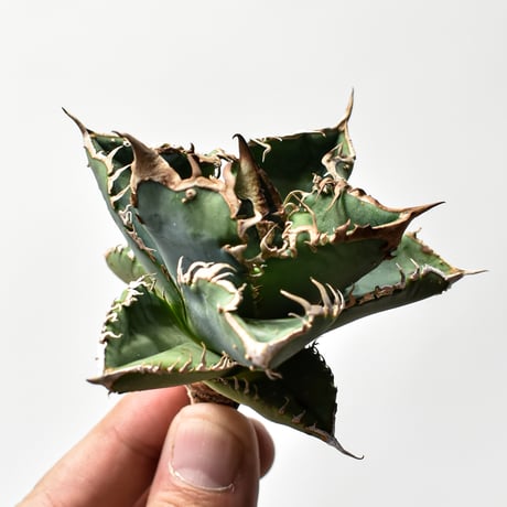 【週末セール】アガベ チタノタ オアハカオテロイ オアハカ 現地中株 アガベ チタノタ オアハカオテロイ 現地株 コレクション株 週末セール