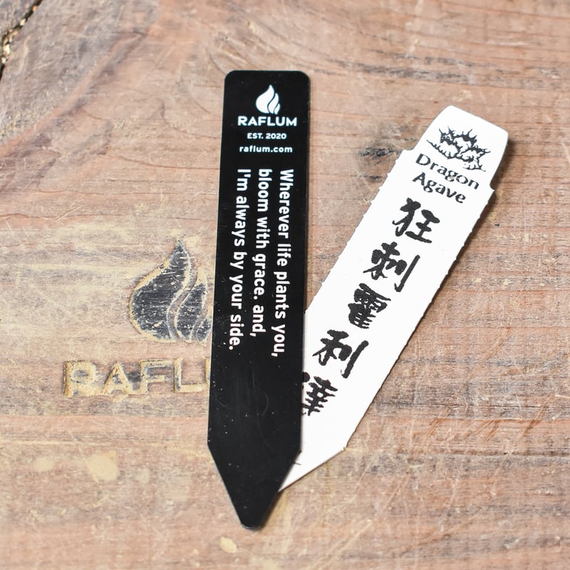 アガベ ブラックドラゴン（抜き苗）muffin様購入株・屋内管理3年株 アガベ ブラックドラゴン（抜き苗）muffin様購入株・屋内管理3年