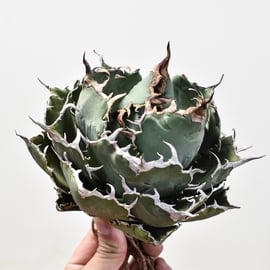 夏休み特別企画！アガベ希少品種18株セット☆5セット限定 夏休み特別