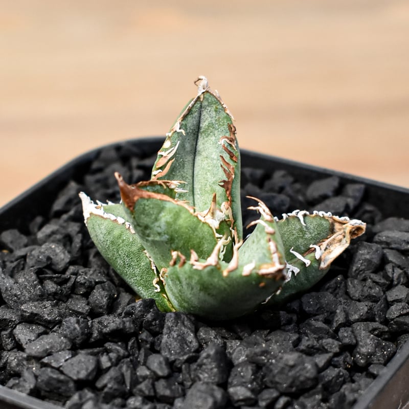 リ*ウ様 アガベ　チタノタ ブツブツ 星空 希少 優良血統子株 リ*ウ様 アガベ チタノタ ブツブツ 星空 希少 優良血統子株