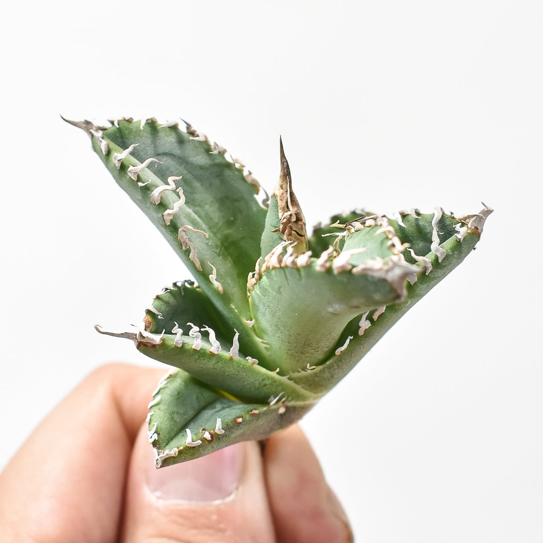 アガベ チタノタ ゴジラ OSP株 成株 親株出品 【公式通販】