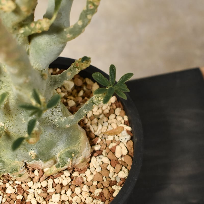 ドルステニア ギガス fit=scale-down,w=1200