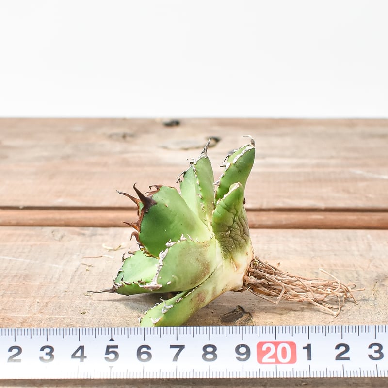 超希少株 チタノタ「Hyb.銀閃巌龍」セバスティアナ×オテロイ 超希少株 チタノタ「Hyb.銀閃巌龍」セバスティアナ×オテロイ