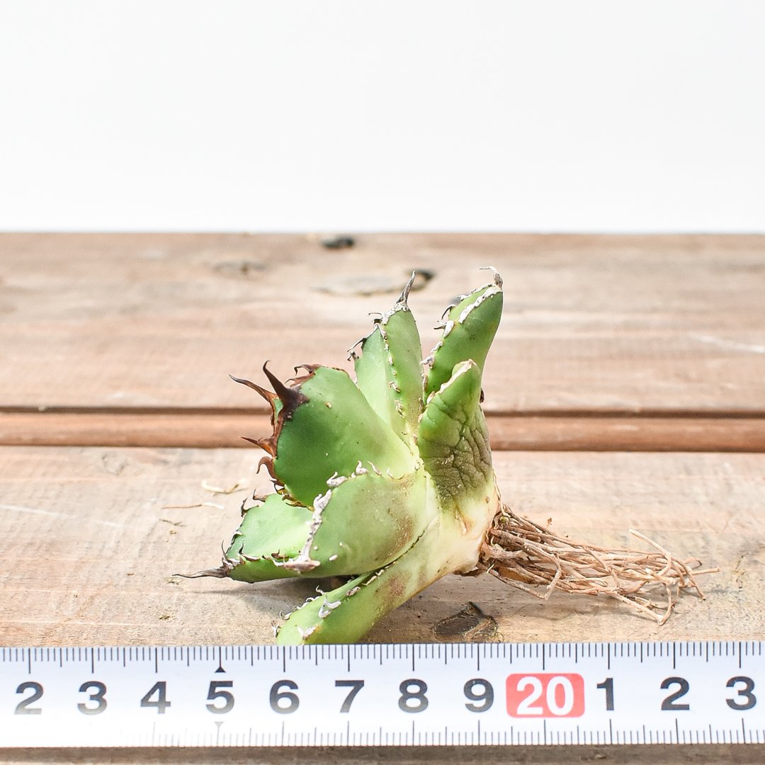 アガベ チタノタ ゼウス 