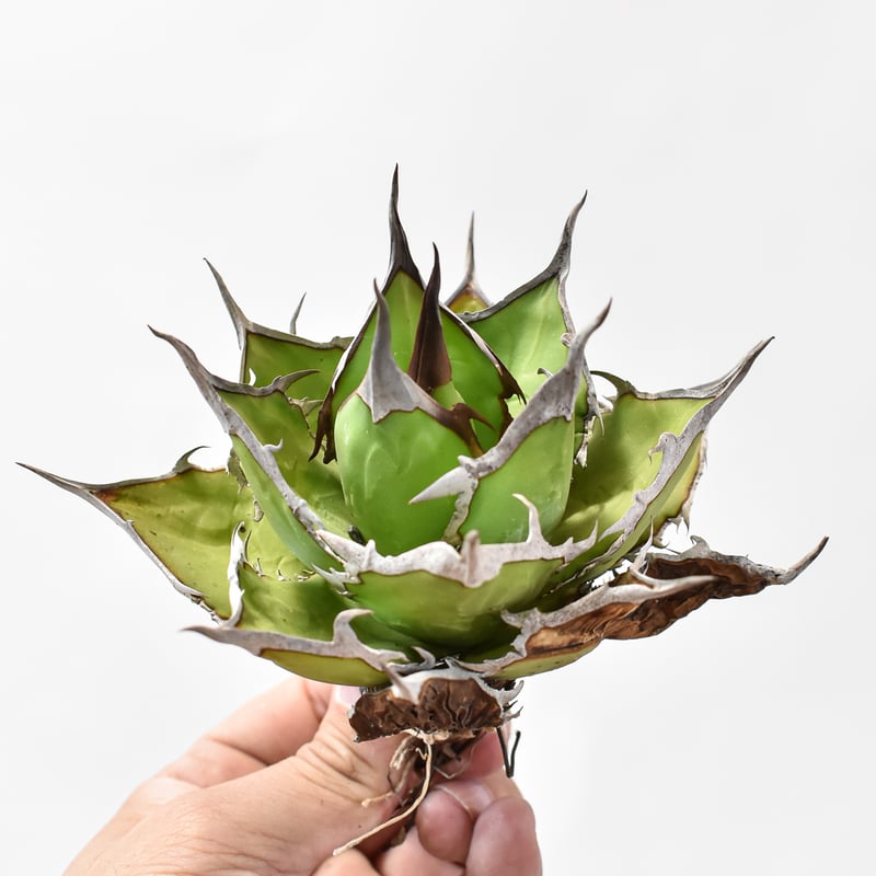 Agave Dennis デニス　チタホリ　ハイブリッド　チーホー Agave Dennis チタホリ チーホー Agave Dennis チタホリ チーホー