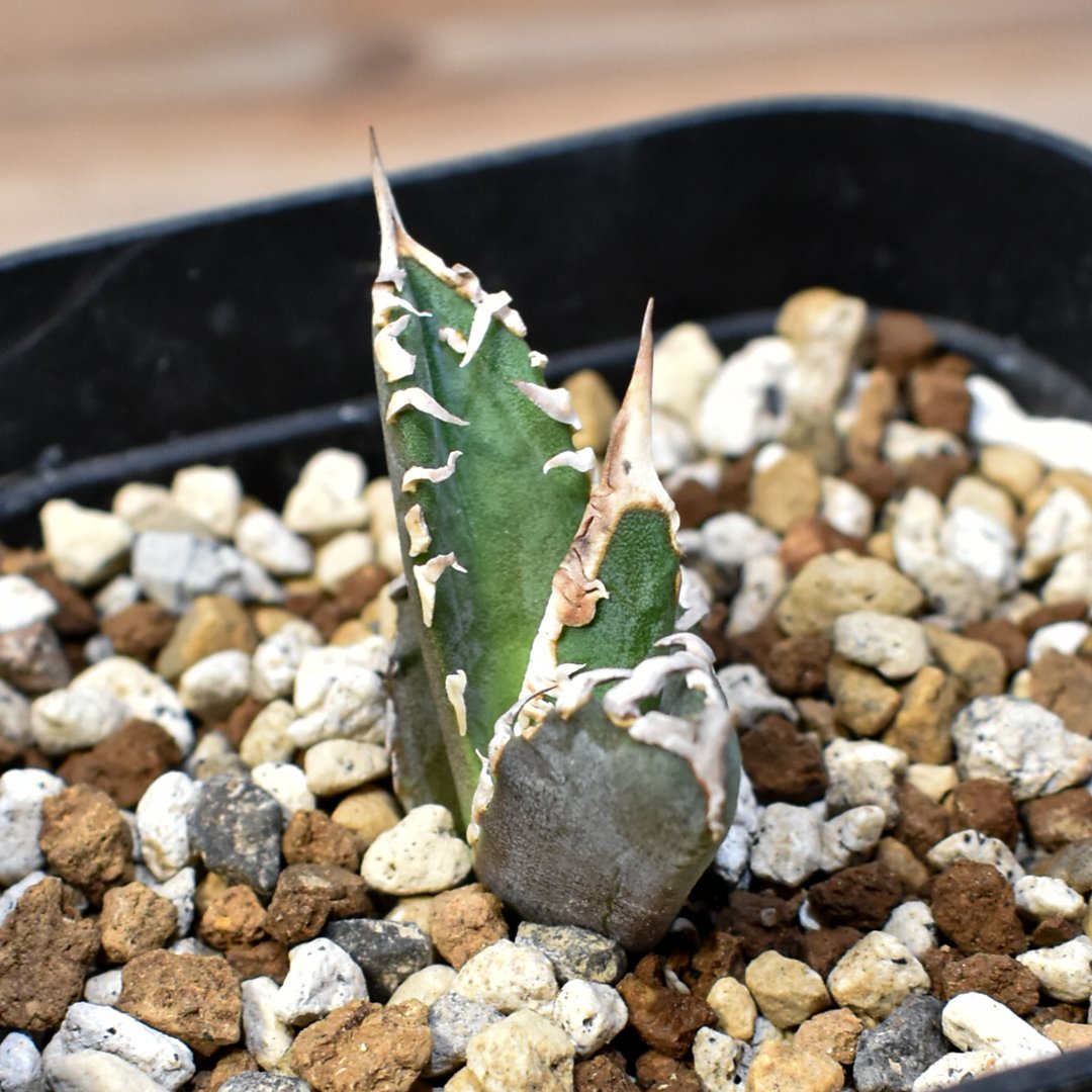 アガベ チタノタ ゴジラ 