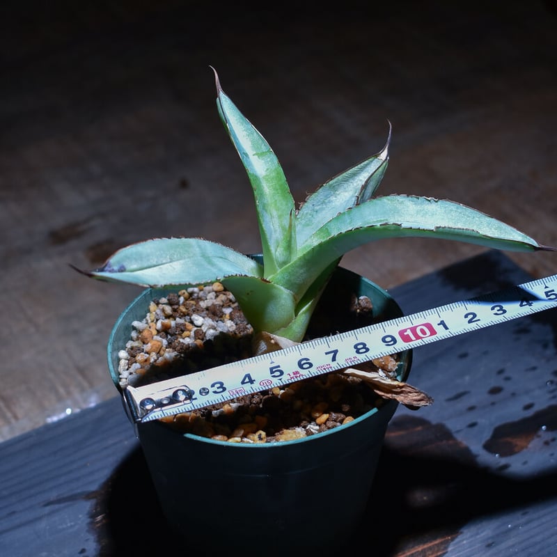 Agave titanota White Ice 美株　子株2つ付　最終値下げ Agave titanota White Ice 美株 子株2つ付 お得過ぎる Agave titanota