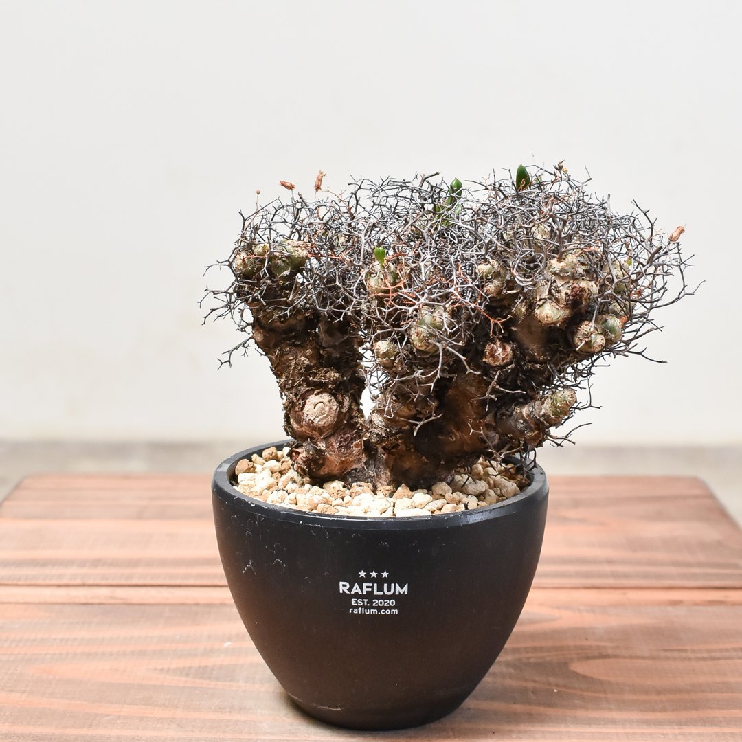 チレコドン・レティキュラータス アフロタイプ チレコドン レティキュラーツス 