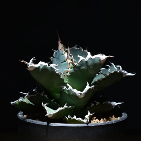 夕映巌竜 | STORES