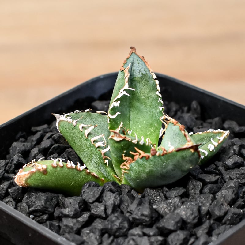 アガベ チタノタ Shi-hao 