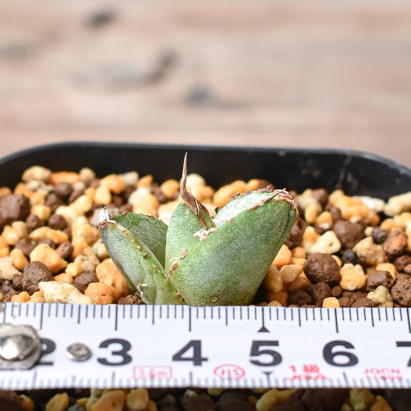 アガベ チタノタ 