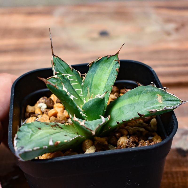特選　アガベ　チタノタ　錦　縞斑　親株 アガベ・チタノタ白鯨（縞斑）芽-004｜agave titanota white
