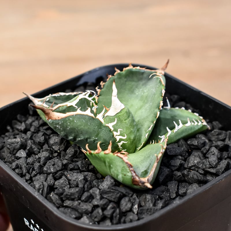 EMP アガベ チタノタ 無銘 イラン産 / AG38 子株B アガベ チタノタ イラン選抜株 agave titanota 連刺 （検