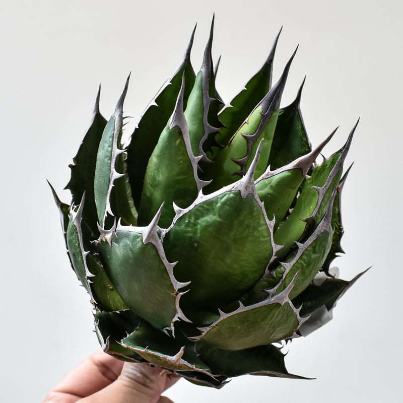 アガベ ホリダ【OSP選抜株 / 抜き苗】43 | RAFLUM / ラフラム｜東京