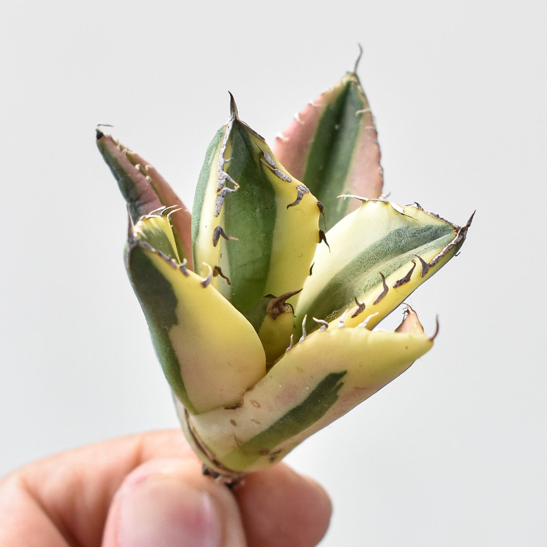 アガベ　チタノタ　スナグルトゥース　親株 アガベ・チタノタ スナグルトゥース子株-002｜agave titanota