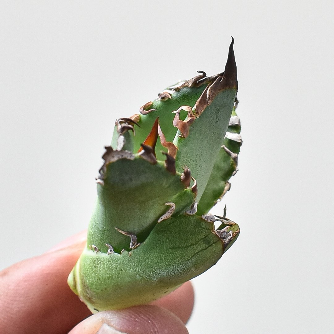 アガベ　チタノタ　キング　皇冠　コレクション株　親株 アガベ チタノタ キング 皇冠 コレクション株 親株 RAFLUMコレクション