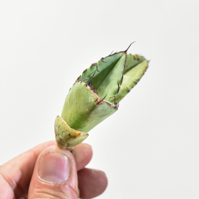 アガベ チタノタ 歐若拉 / 