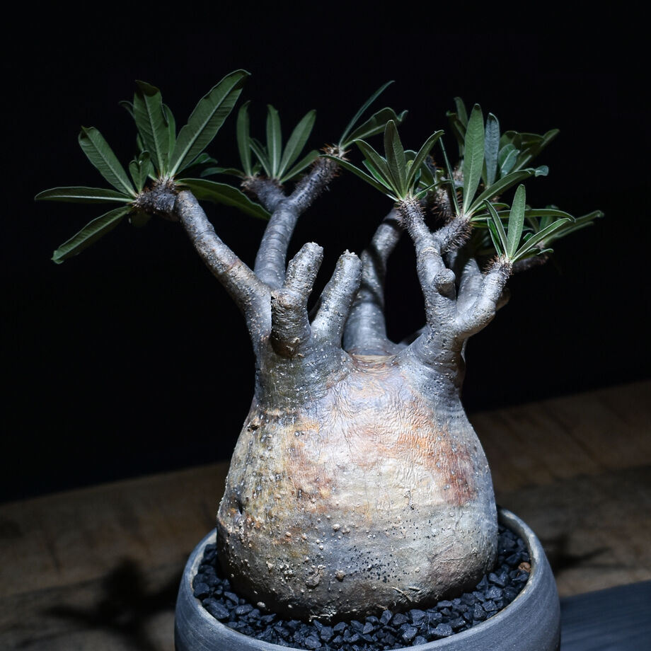 パキポディウムグラキリス　発根済み　検）パキプス、グラキリス パキポディウム グラキリス no. 6〈発根済み〉 | SPECIAL OTHER