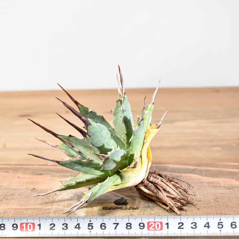 M*E様 【発根済・3.5号サイズ】短葉陽炎ワイルド株！！エボリスピナ/鉢ごと発 アガベ ユタエンシス エボリスピナ 陽炎 発根済み | GREEN LUCK