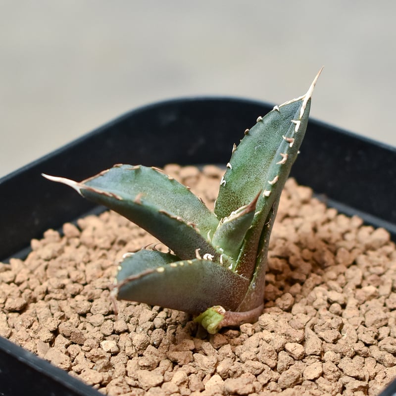 アガベ チタノタ フェニックス 