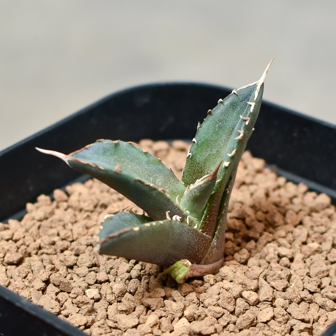 アガベ 鳳凰　大株 CATEGORY チタノタ フェニックス 