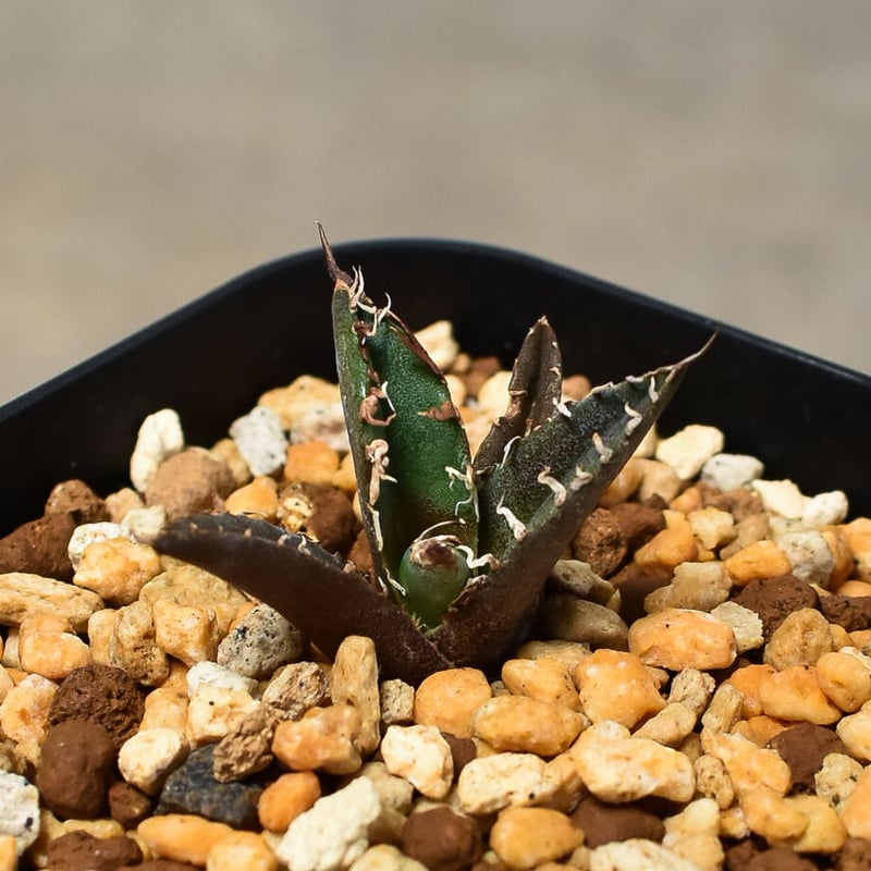 アガベ チタノタ 