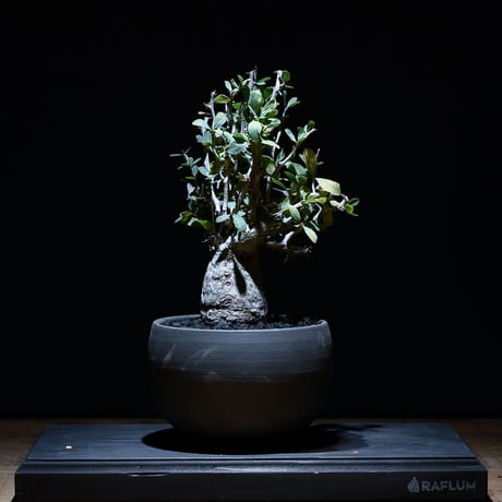 フォークイエリア コルムナリス "観峰玉" 【中株】（発根済み）RF22871