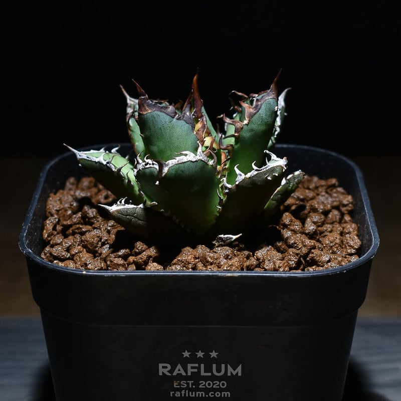 アガベ チタノタ 