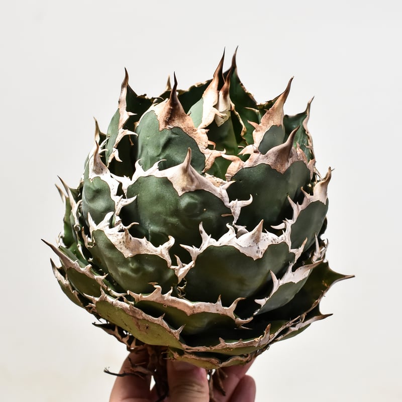 アガベ スーパーチタノタ　オテロイ　チタノタ アガベ チタノタ 悪魔（スーパーチタノタ）OS15 – linkplants -リンク