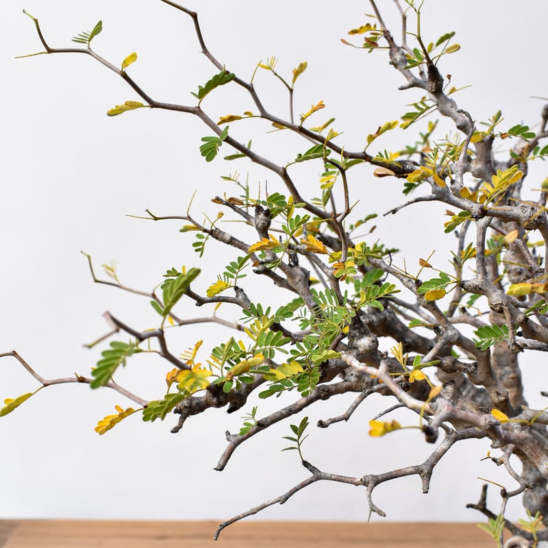 センナ メリディオナリス 