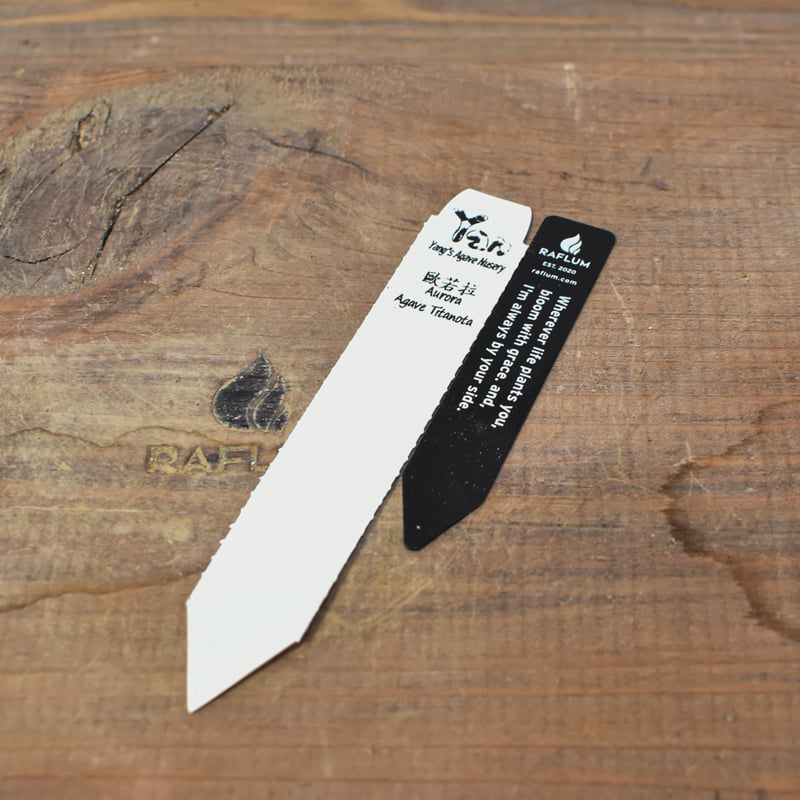 カルフォルニア 輸入 強針 チタノタ アガベ チタノタ 歐若拉 / 