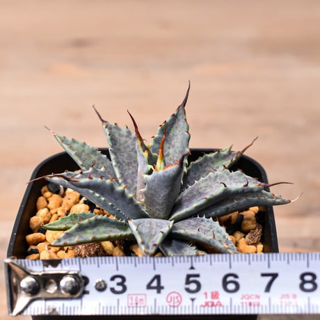 アガベ ハイブリット "特選血雷×象牙妖炎" (血斑有り個体)【台湾botanical_seeker産/選抜株】RF25011804