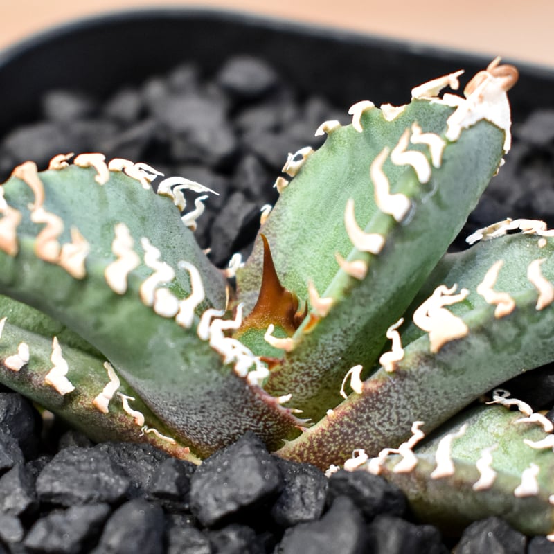 アガベ DENNIS ゴジラ 