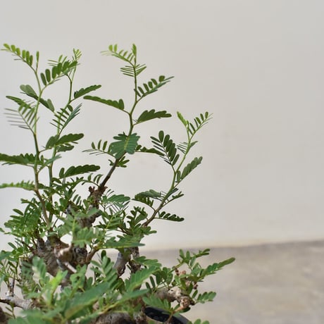 センナ  メリディオナリス （発根済み） RF231714(T)