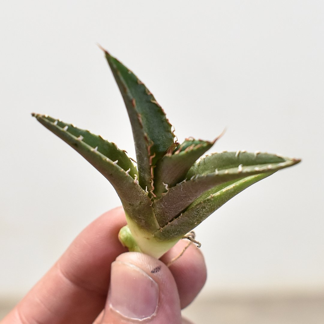 アガベ チタノタ 