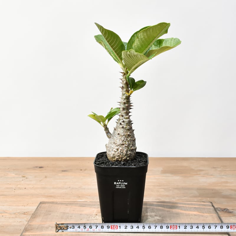 パキポディウム 実生ウィンゾリー 20 パキポディウム 国内実生 塊根