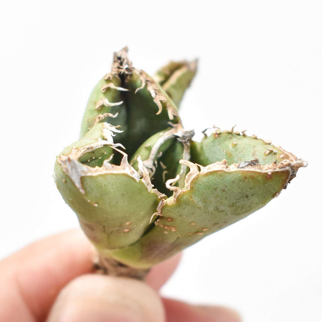 Agave Titanota 麻花龍 直子株 Agave Titanota 麻花龍 直子株