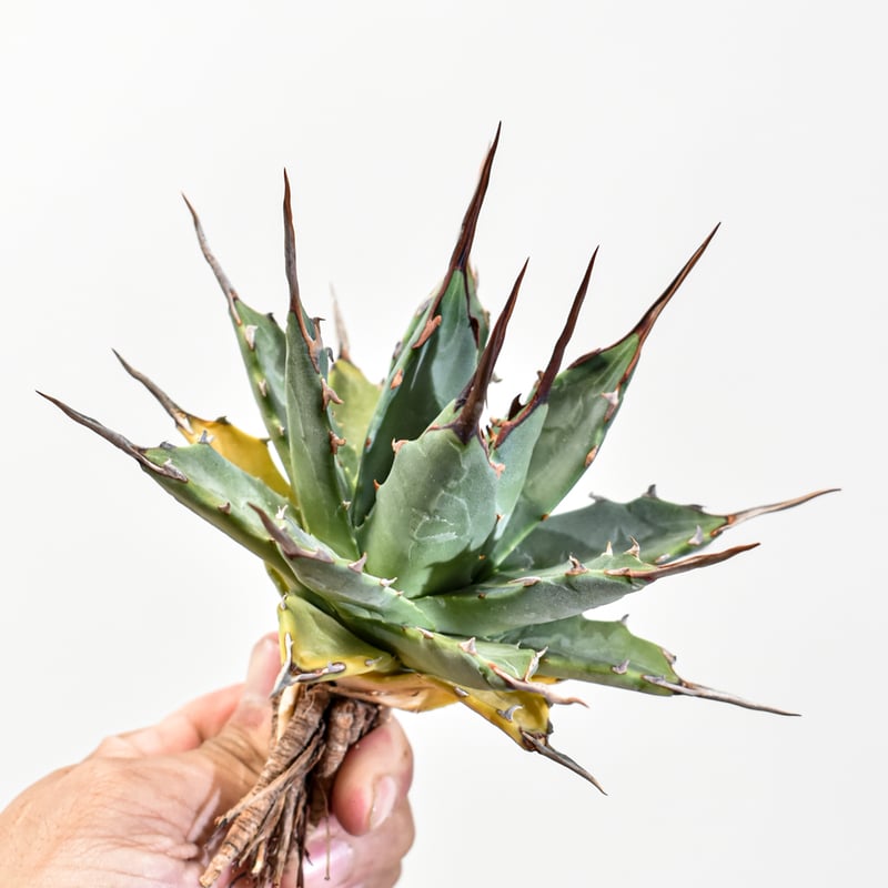 M*E様 【発根済・3.5号サイズ】短葉陽炎ワイルド株！！エボリスピナ/鉢ごと発 M*E様 【発根済・3.5号サイズ】短葉陽炎ワイルド株