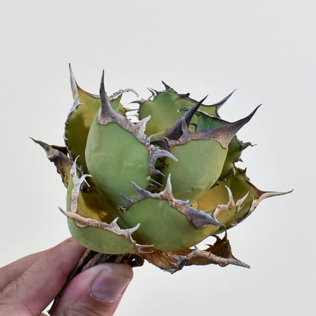 アガベパンダ | STORES