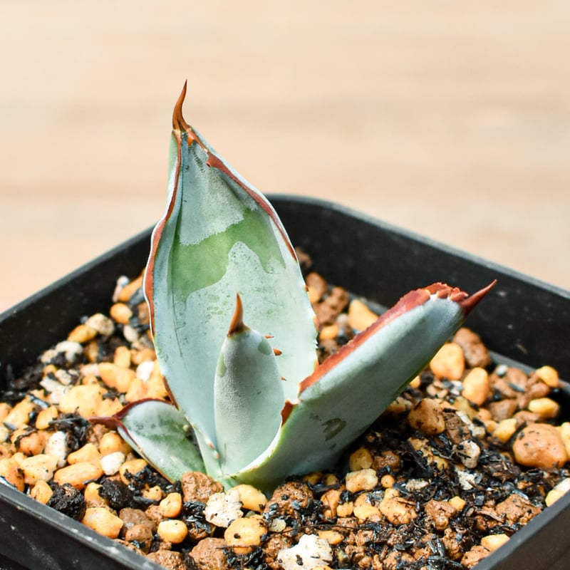 アガベ ハイブリット 