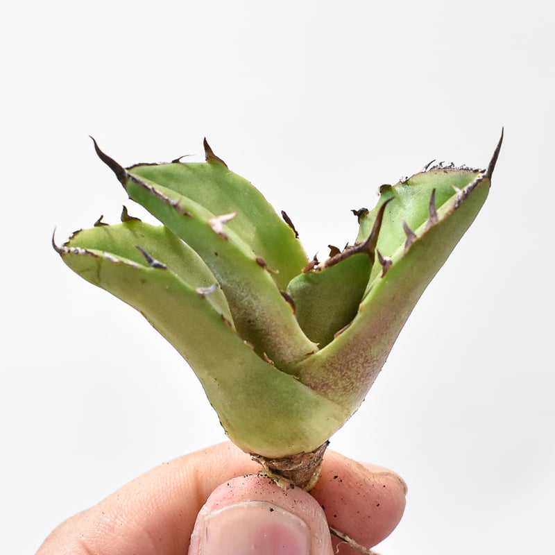 アガベ オバティホリア キラー発根済み(検 オルカ パリー パラサナ