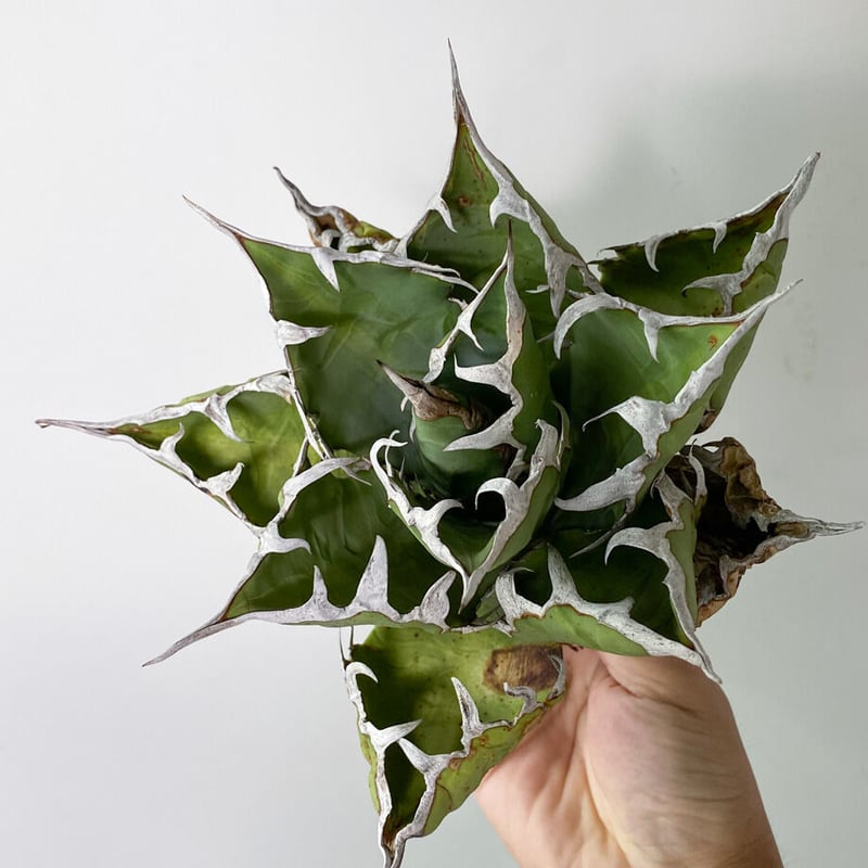 313✳1株限定✳【8.2写真更新】アガベ チタノタ fo76 インドネシア産