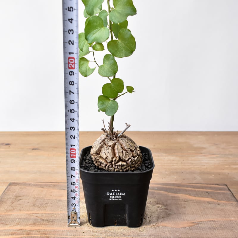 ディオスコレア・エレファンティペス